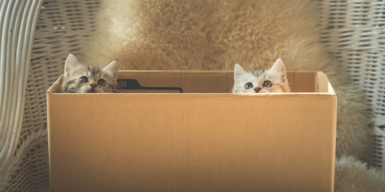 Pet relocation services with care and documentation